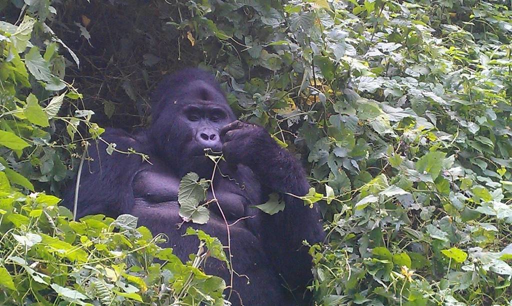 Virunga Hotel and Campsite