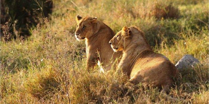Kananga Special Tented Camp