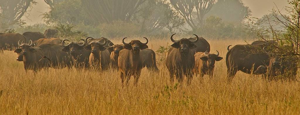 Marafiki Safari Lodge